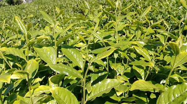 鉢植えで夏を乗り切る！私が実践する乾燥に強い植物7選