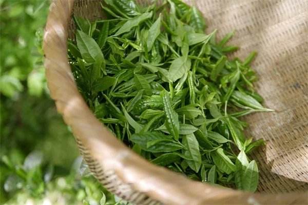 育てやすい植物7選！5月に植えるべきおすすめ品種を徹底解説