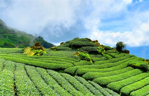 秋の観葉植物7選：育て方と失敗しないコツ