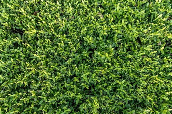 室内でレモンを育てる方法【実体験から学ぶ成功のコツ】