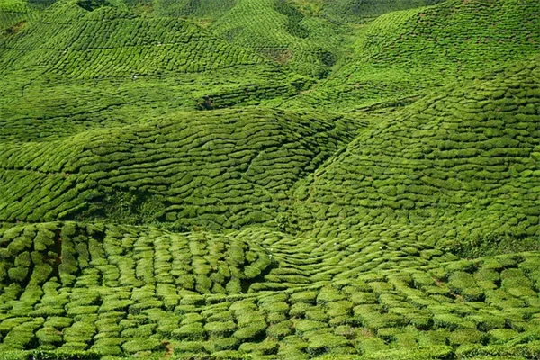 白色朱顶红8品种推荐と初心者でも失敗しない育て方