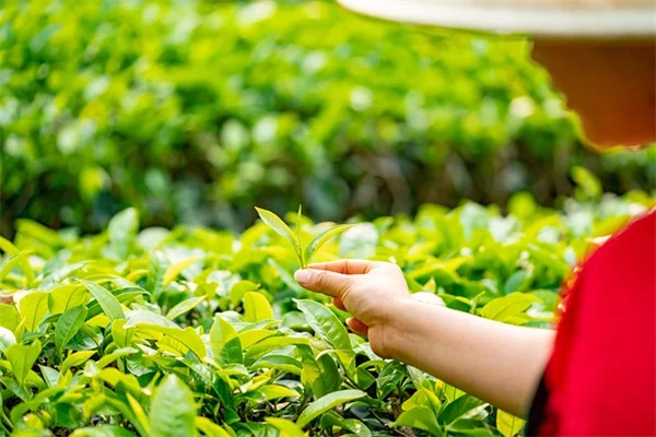 【亜熱帯果樹栽培】経験者が教える！8つの果樹と成功のコツ