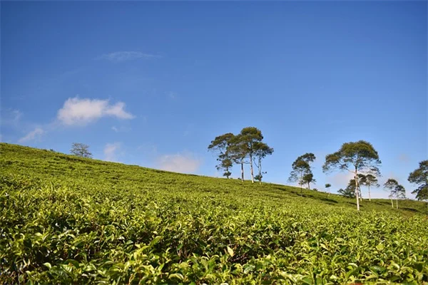植物で空間を変える、小さな部屋でも簡単にできる3ステップ法